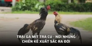 Trại Gà Mít Trà Cú - Nơi Những Chiến Kê Xuất Sắc Ra Đời