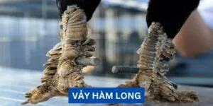 Vảy Hàm Long - Bí Ẩn Và Ý Nghĩa Trong Thế Giới Gà Chọi