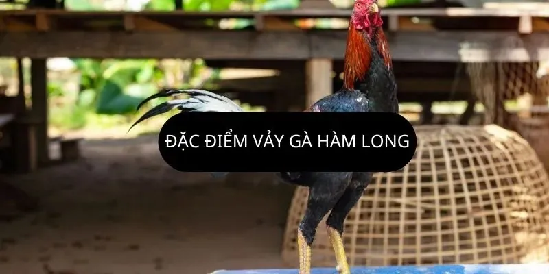 Dấu hiệu nhận biết vảy gà hàm long 