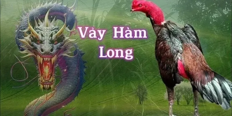 Giới thiệu đôi nét về vảy gà hàm long 